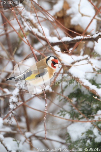 Image of small bird European goldfinch in winter