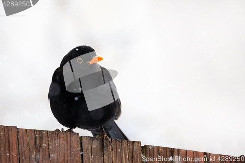 Image of male of Common blackbird bird