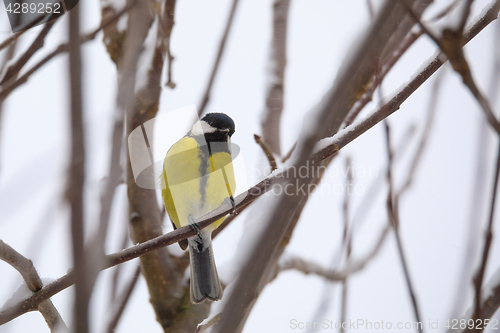 Image of beautiful small bird great tit in winter