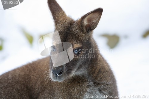 Image of Red-necked Wallaby in snowy winter