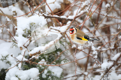 Image of small bird European goldfinch in winter