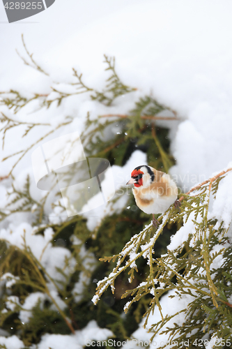 Image of small bird European goldfinch in winter