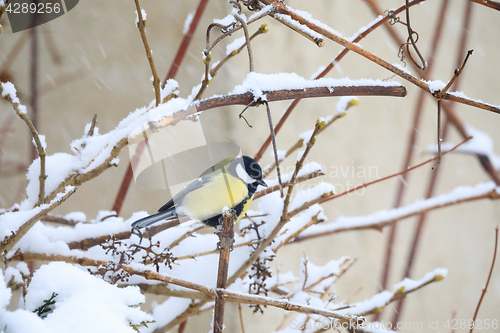 Image of beautiful small bird great tit in winter