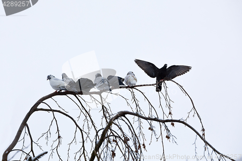 Image of pigeons sitting on the branch in winter