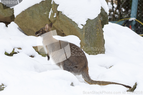 Image of Red-necked Wallaby in snowy winter