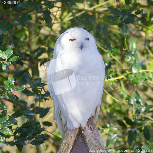 Image of Snowowl sitting still