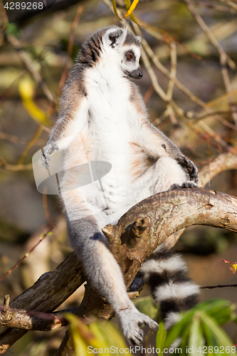 Image of Ring-tailed lemur (Lemur catta)