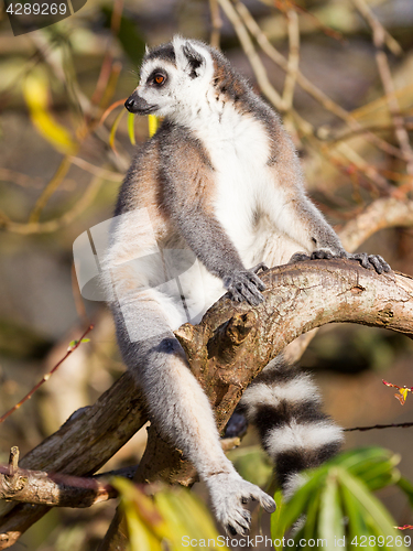 Image of Ring-tailed lemur (Lemur catta)