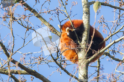 Image of Red panda napping