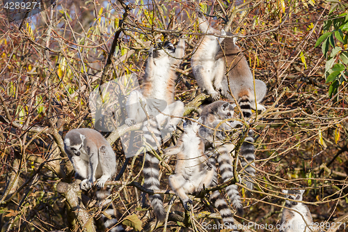 Image of Ring-tailed lemur (Lemur catta), group in a tree