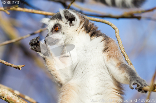 Image of Ring-tailed lemur (Lemur catta)