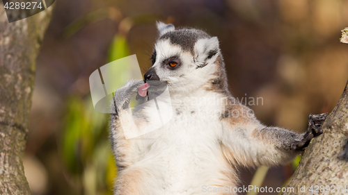 Image of Ring-tailed lemur (Lemur catta)