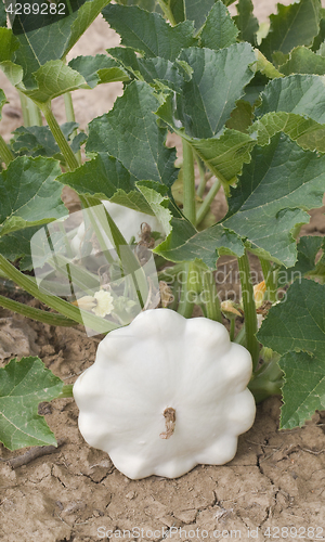 Image of Pattypan White Squash