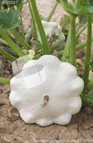 Image of Pattypan White Squash