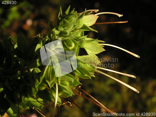 Image of seedhead of the foxglove plant