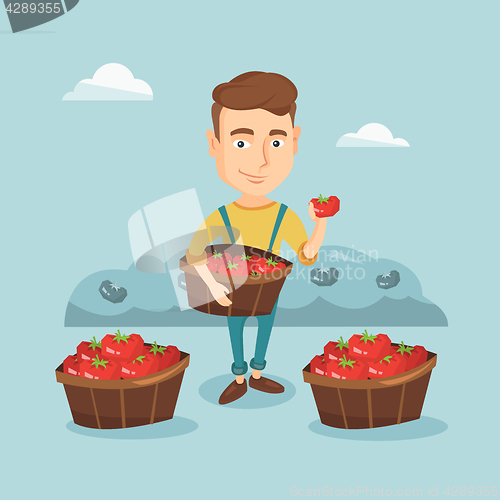 Image of Farmer collecting tomatos vector illustration.