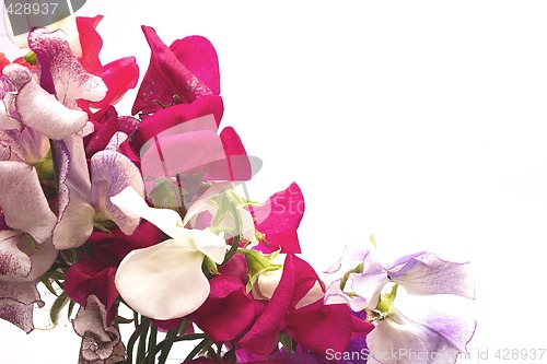 Image of bunch of sweet scented sweet-peas