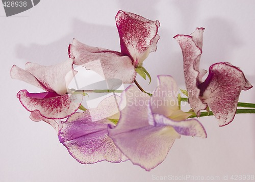 Image of two stems of the  scented sweet-peas