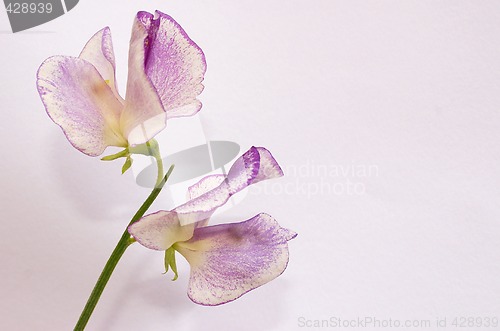 Image of single stem of the  scented sweet-peas