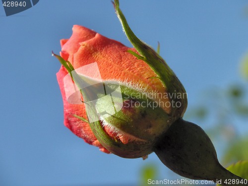 Image of peach rosebud