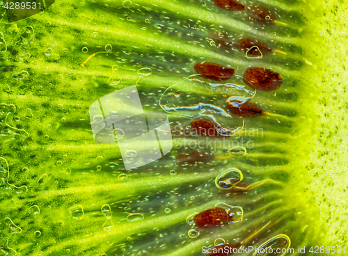 Image of kiwi green background