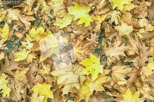 Image of autumunal leafy background