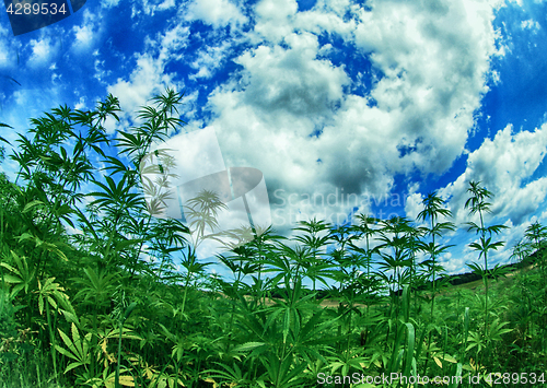 Image of field of cannabis