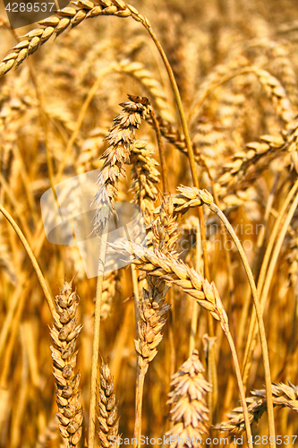 Image of gold corn field