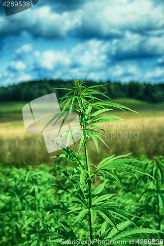 Image of field of cannabis