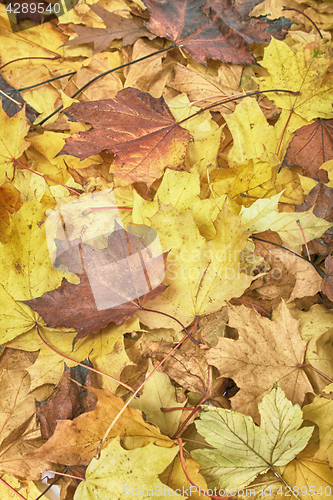 Image of autumunal leafy background