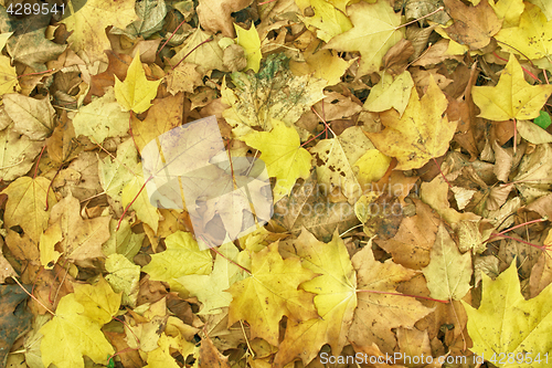 Image of autumunal leafy background