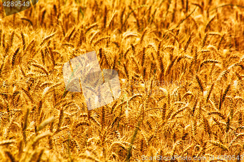 Image of gold corn field