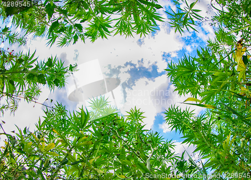 Image of field of cannabis