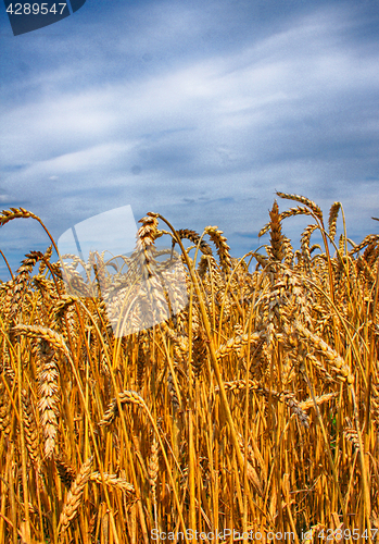 Image of gold corn field