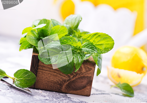 Image of fresh mint