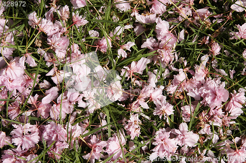 Image of fallen cherry blossom