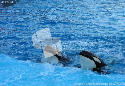 Image of killer whales