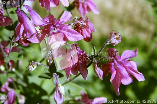 Image of aquilegia vulgaris