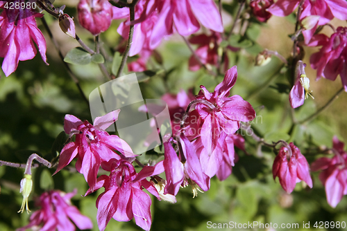 Image of aquilegia vulgaris