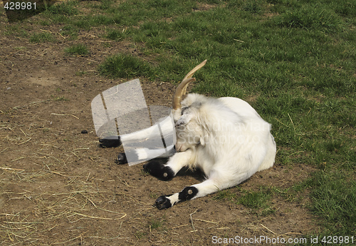 Image of goat