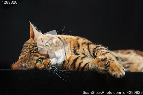 Image of The gold Bengal Cat on black background