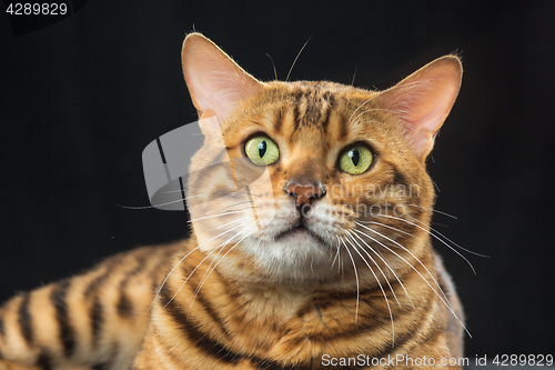 Image of The gold Bengal Cat on black background