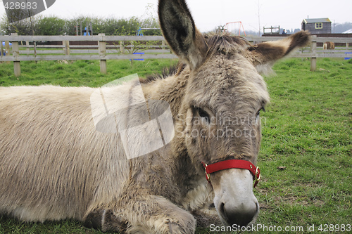 Image of rescued donkey