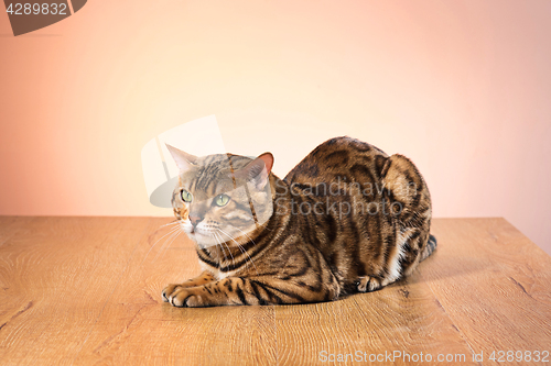 Image of The gold Bengal Cat on brown background