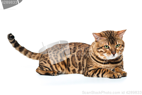 Image of The gold Bengal Cat on white background