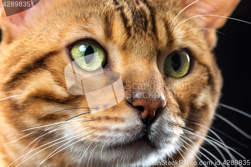 Image of The gold Bengal Cat on black background