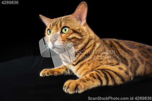 Image of The gold Bengal Cat on black background