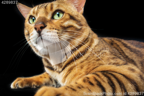 Image of The gold Bengal Cat on black background