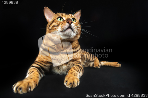 Image of The gold Bengal Cat on black background