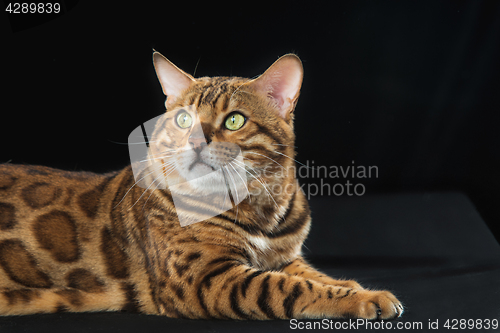 Image of The gold Bengal Cat on black background